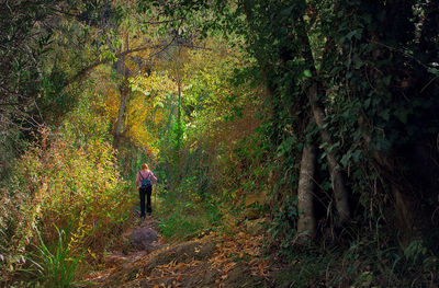 Rear view of men walking in forest