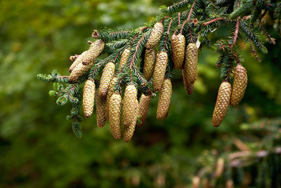 Low angle view of spruce cones hanging from twig