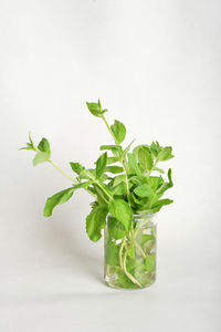 Fresh bouquet of kitchen aromatic herbs in a glass jug. herbal tea ingredients, grown n a garden,