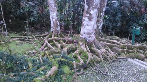 View of trees in forest