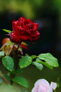 Close-up of red rose blooming outdoors