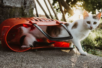 Close-up portrait of a cats