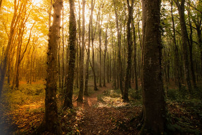 Trees in forest during autumn