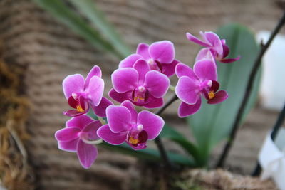 Close-up of pink flowering plant