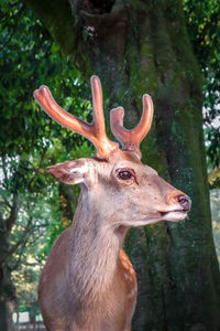 Close-up of deer in a forest