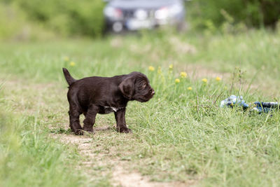 Portrait of a brown german wiredhair puppy, outdoor on the grass