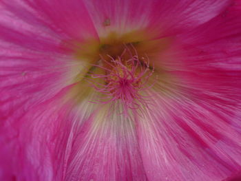 Macro shot of pink flower