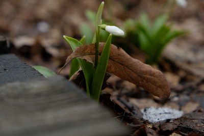  spring in garden snowdrop