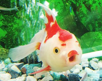 Close-up of fish in aquarium