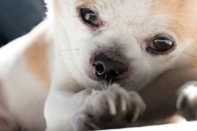 Close-up portrait of puppy