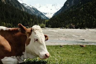 Cows in a field