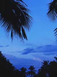 Low angle view of palm tree against blue sky