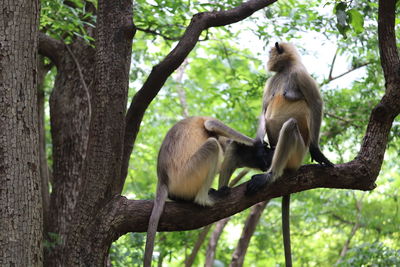 Monkeys sitting on tree trunk