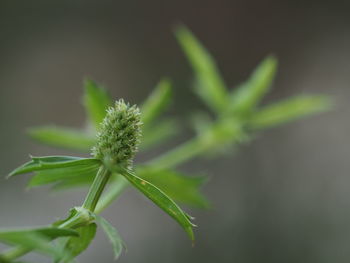 Close-up of fresh green plant