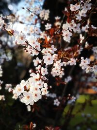 Close-up of cherry blossoms in spring