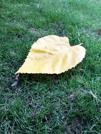 High angle view of yellow leaf on field