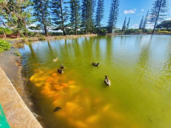 Ducks swimming in lake