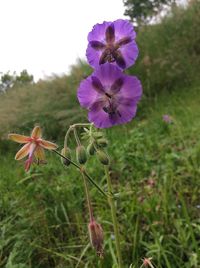 Close-up of purple flowers