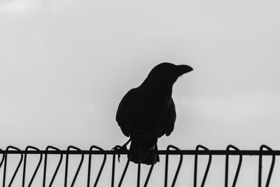 Silhouette bird perching on railing against sky