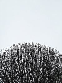 Low angle view of trees against clear sky