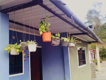 Potted plants on the wall