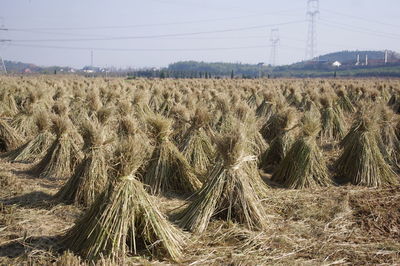 View of rural landscape