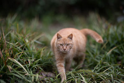 Portrait of a cat on field