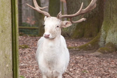 Portrait of sheep standing by tree