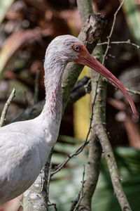 Close-up of a bird