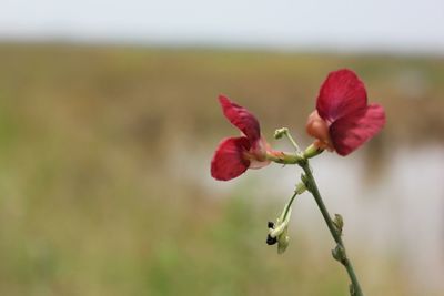 Close-up of red flowering plant