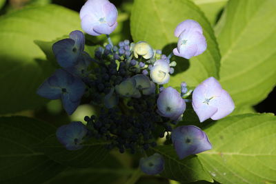 Close-up of purple flowers growing on plant