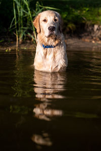 Dogs in lake