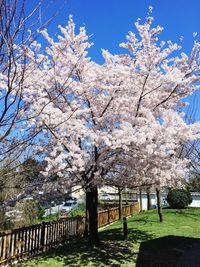 Flowers blooming on tree