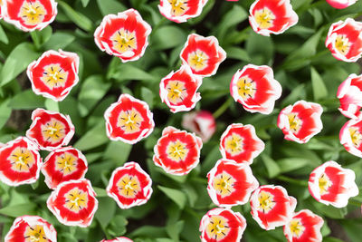 Close-up of red flowers