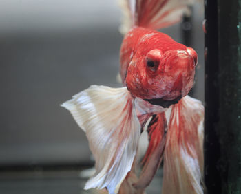 Siamese fighting fish, black backdrop, betta splendens, betta fish, half moon betta.