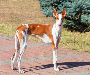 The ibisan hound is a affectionate, loyal dog. excellent companion and watchman.