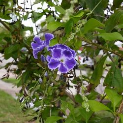 Close-up of fresh purple flowers against blue sky