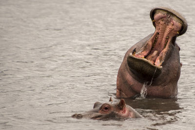 Close-up of hippopotamus and baby in lake