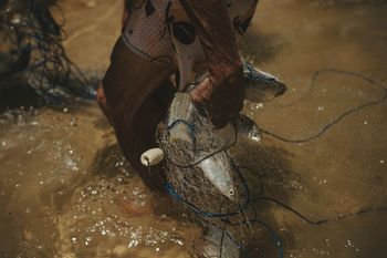 High angle view of horse in water