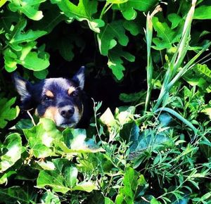 Portrait of dog on plants