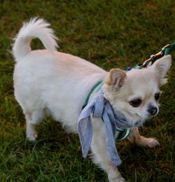 Close-up of dog standing on grass