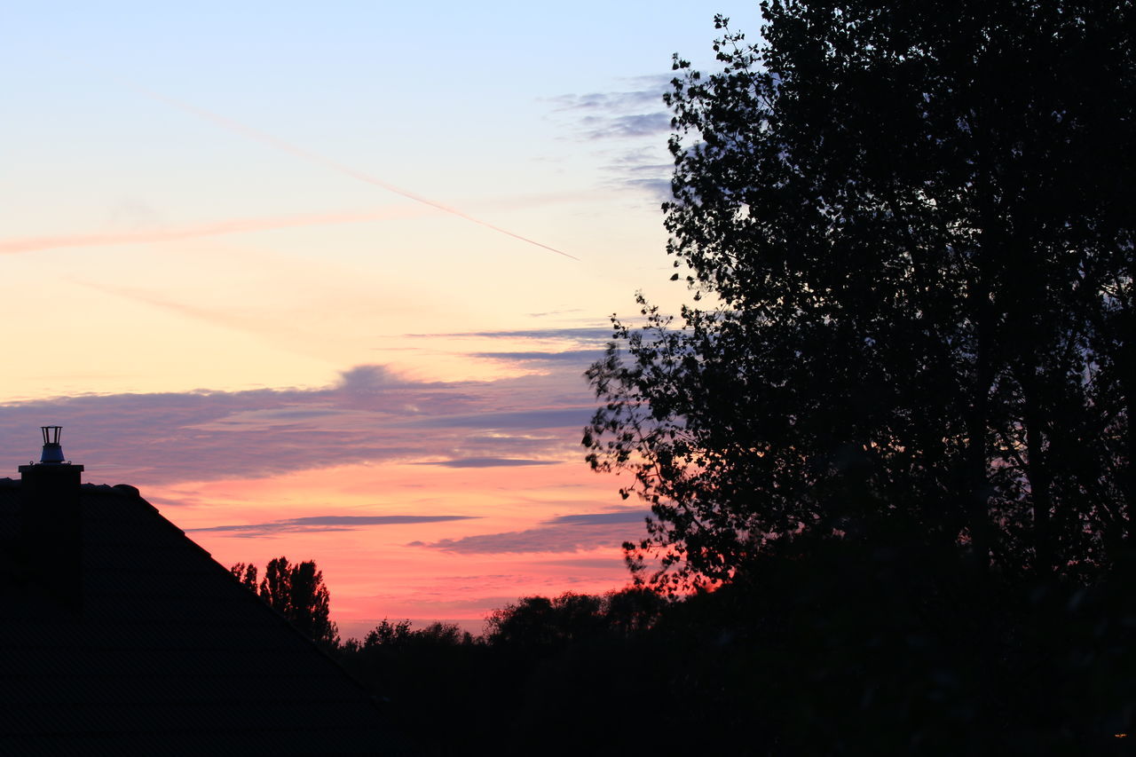 SILHOUETTE TREES AT SUNSET