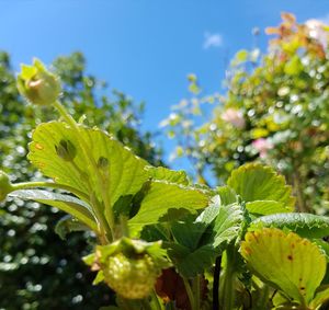 Close-up of plant