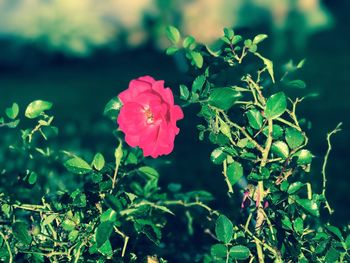 Close-up of pink flowers blooming outdoors