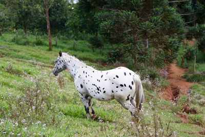 View of a dog on field