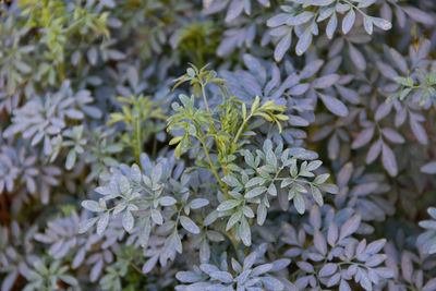 plant