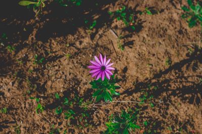 High angle view of purple flowering plant on field