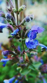 Close-up of bumblebee on purple flower