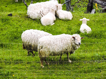 Sheep on grassy field