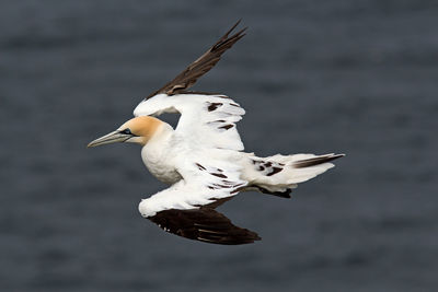 Seagull flying in a sea